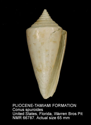 PLIOCENE-TAMIAMI FORMATION Conus spuroides.jpg - PLIOCENE-TAMIAMI FORMATION Conus spuroides Olsson & Harbison,1953